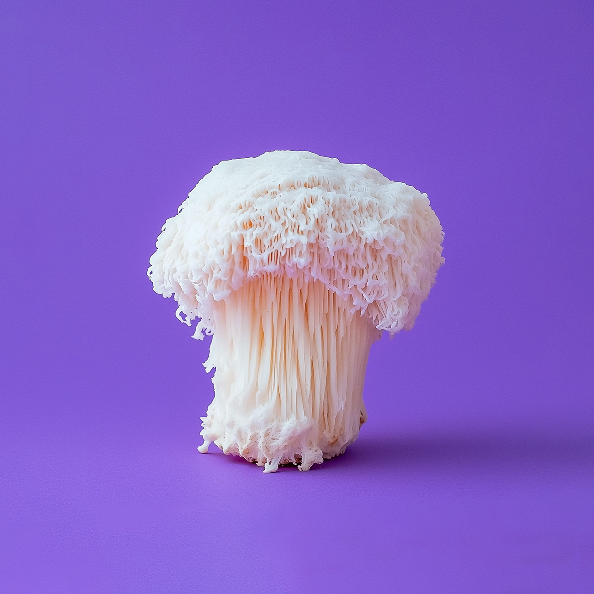 Lion's Mane Mushroom - Ingredient in Vybe Mushroom Gummies